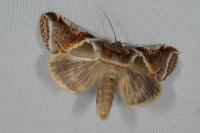 Habrosyne pyritoides