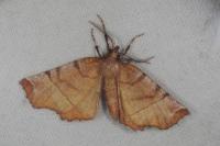 Selenia dentaria