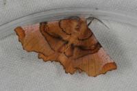 Selenia lunularia