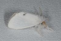 Sphrageidus similis