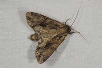 Apamea monoglypha monoglypha