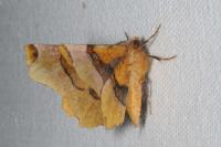 Selenia lunularia