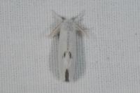 Sphrageidus similis