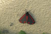 Tyria jacobaeae