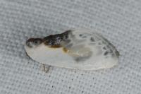 Cilix glaucata