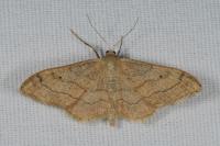 Idaea aversata