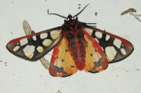 Arctia villica