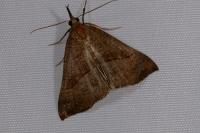 Hypena proboscidalis
