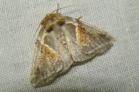 Habrosyne pyritoides