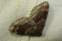Xanthorhoe spadicearia