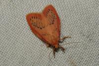Miltochrista miniata