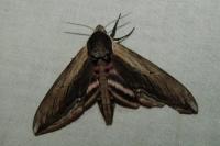 Sphinx ligustri