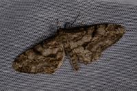 Peribatodes rhomboidaria rhomboidaria