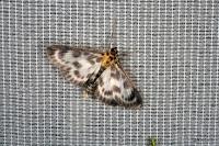 Anania hortulata