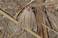 Acronicta albovenosa