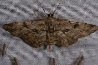 Peribatodes rhomboidaria rhomboidaria