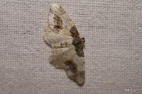 Ligdia adustata