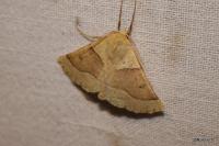 Crocallis elinguaria