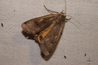 Noctua pronuba