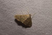 Patania ruralis