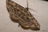 Peribatodes rhomboidaria rhomboidaria