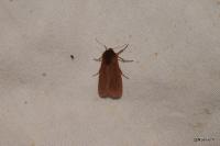 Phragmatobia fuliginosa