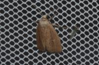Coenobia rufa