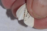 Spilosoma urticae
