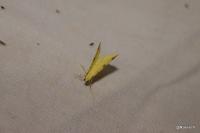 Opisthograptis luteolata