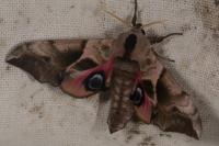 Smerinthus ocellatus ocellatus