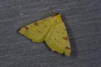 Opisthograptis luteolata