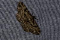 Peribatodes rhomboidaria rhomboidaria