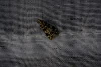 Eudonia delunella
