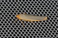 Manulea complana