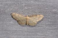 Idaea politaria