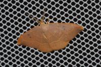 Watsonalla binaria