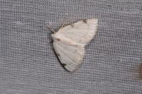 Lomographa bimaculata