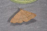 Paracolax tristalis