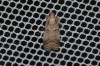 Acrobasis fallouella