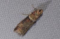 Acrobasis tumidana