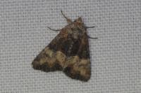 Mesoligia furuncula