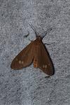 Dysauxes ancilla