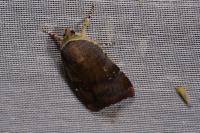 Noctua janthe/janthina