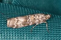 Dioryctria abietella