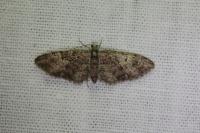 Eupithecia abbreviata