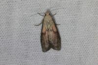 Aphomia sociella
