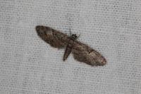 Eupithecia dodoneata
