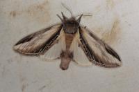 Pheosia tremula
