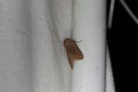 Orthosia cerasi
