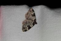 Xanthorhoe fluctuata